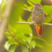 One of the most common hummingbirds we see. Also one of the most aggressive! The Rufus Tailed Hummingbird.